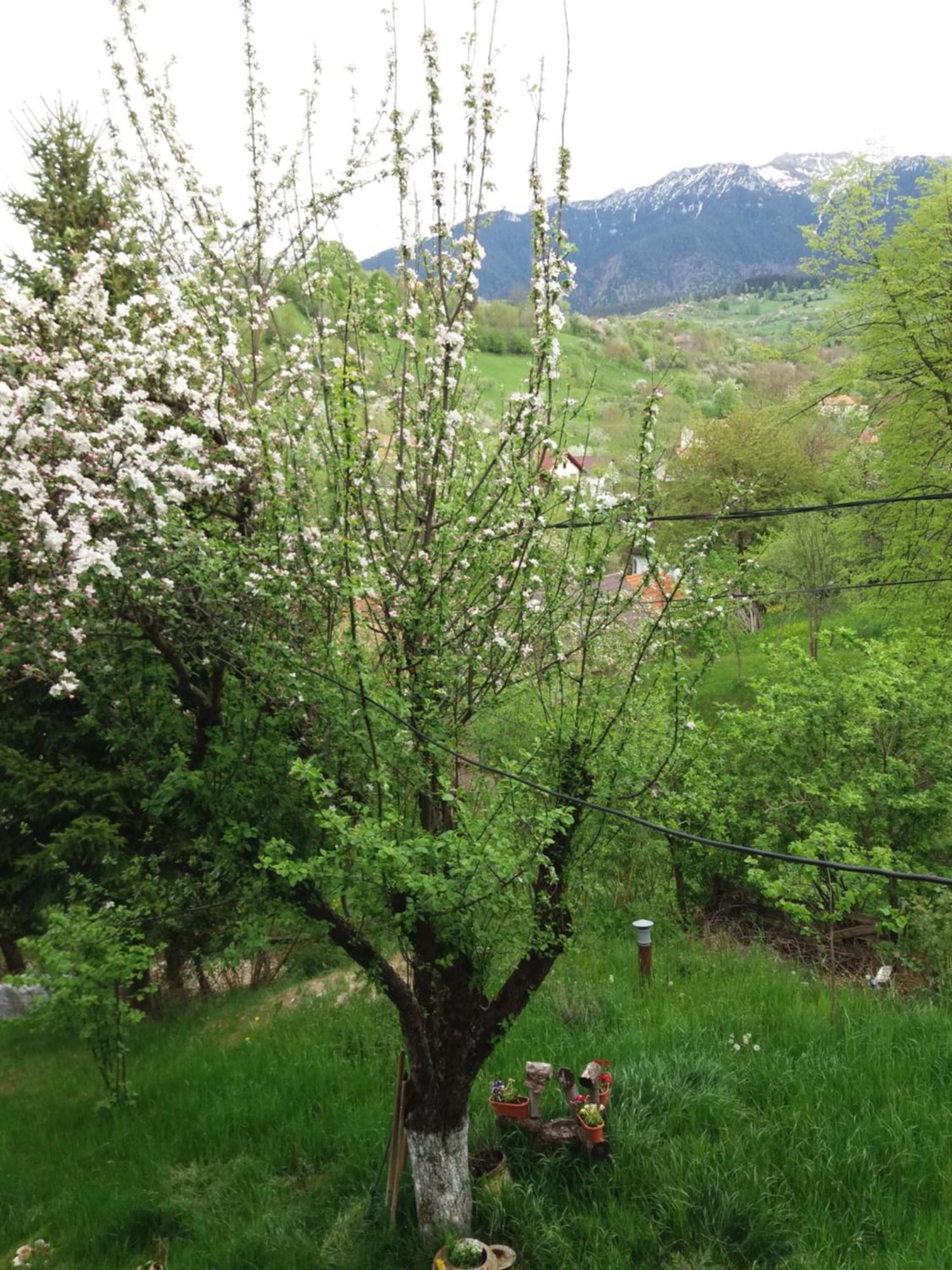 Bran And Breakfast Country house Bran (Brasov)